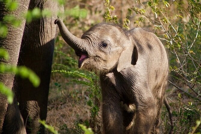 Udawalawe National Park Safari | From Ella - The Udawalawe setting: 30,821 hectares worth of elephant country