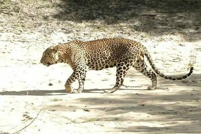 Udawalawe National Park Safari | From Ella - Private tour benefits: more control, less waiting