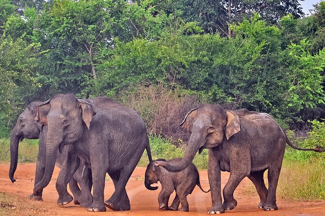 Udawalawe National Park Safari from Galle - Galle to Udawalawe: what this day trip gets right