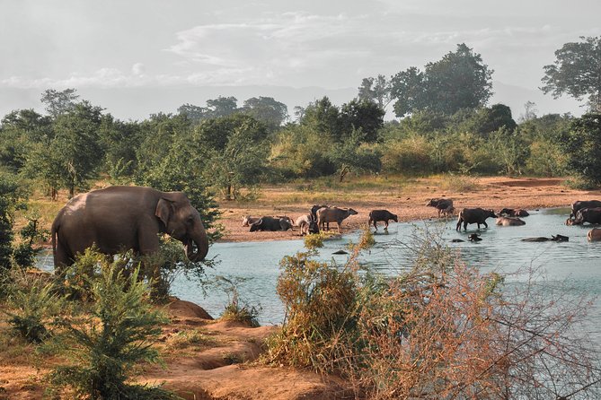 Udawalawe National Park Safari from Mirissa - Meet your guides: names you might see in your day