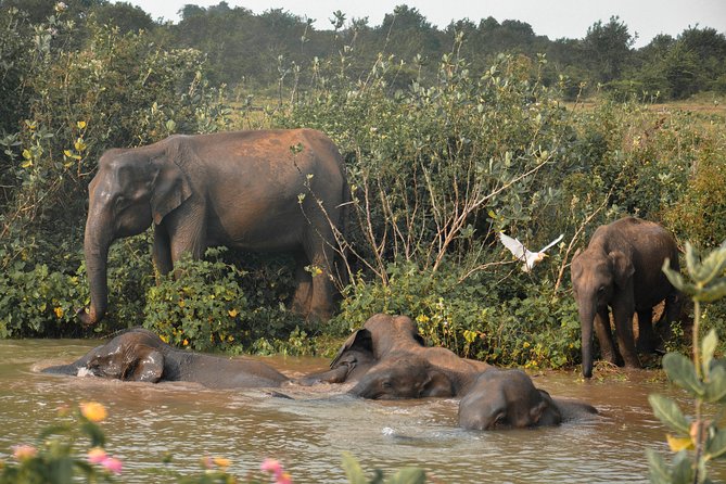 Udawalawe National Park Safari from Mirissa - Price and value: where your $92 goes (and what costs extra)