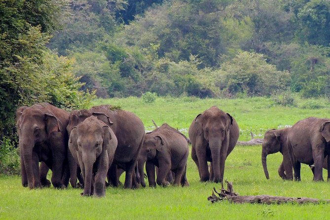 Udawalawe National Park Safari from Weligama - Udawalawe Safari From Weligama: The day’s big picture