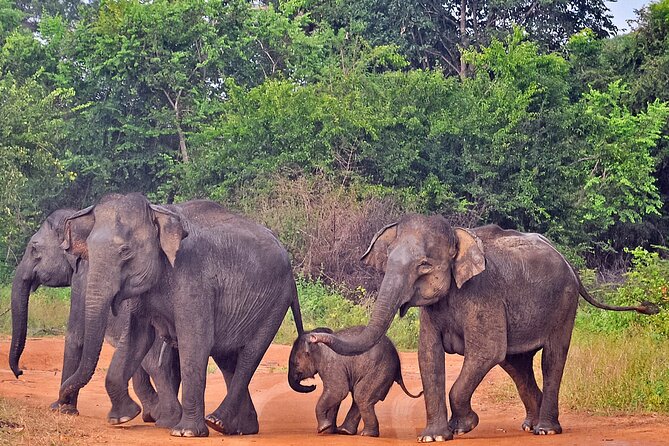 Udawalawe National Park Safari from Weligama - Guide and chauffeur impact: why good spotting changes everything