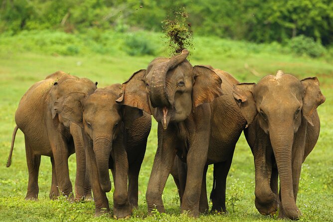 Udawalawe National Park Safari from Weligama - Comfort and practicalities: what to pack for a bumpy wildlife day