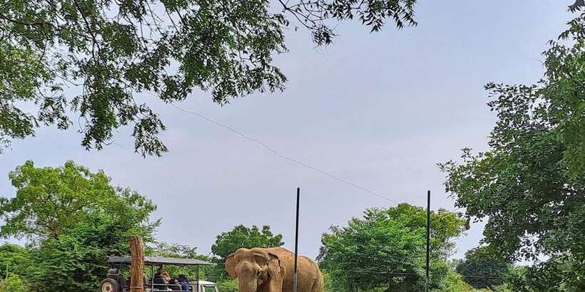 Udawalawe National Park Safari Tour - Key things I’d focus on before you go