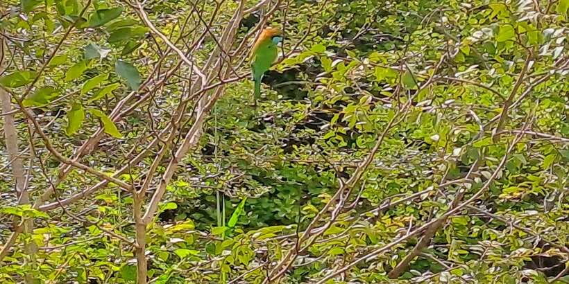 Udawalawe National Park Safari Tour - Tickets, timing, and what you should prepare