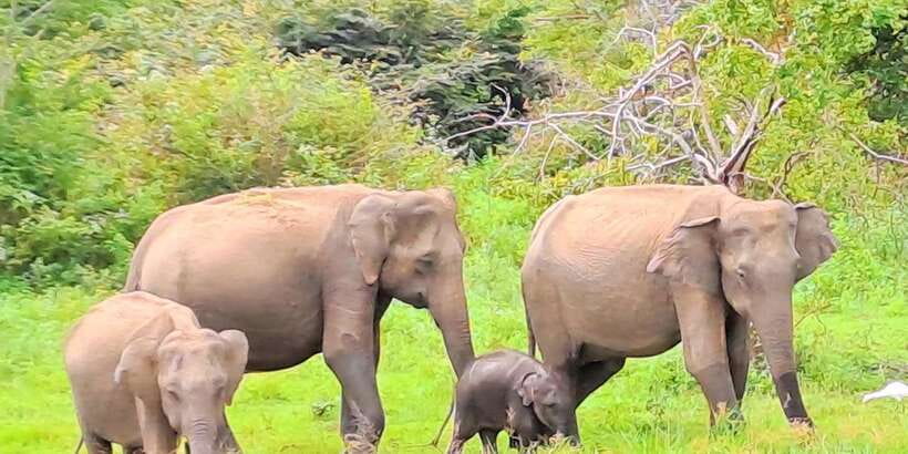 Udawalawe National Park Safari Tour - Pickup along the coast: where the day trip starts