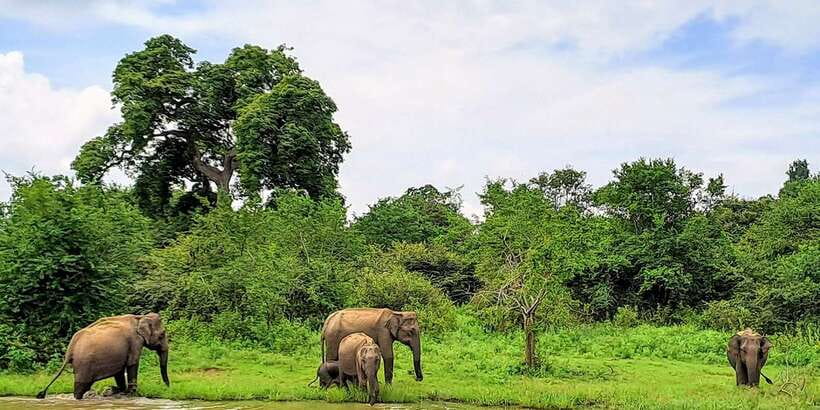 Udawalawe National Park Safari Tour - Inside the park: how the safari time usually works