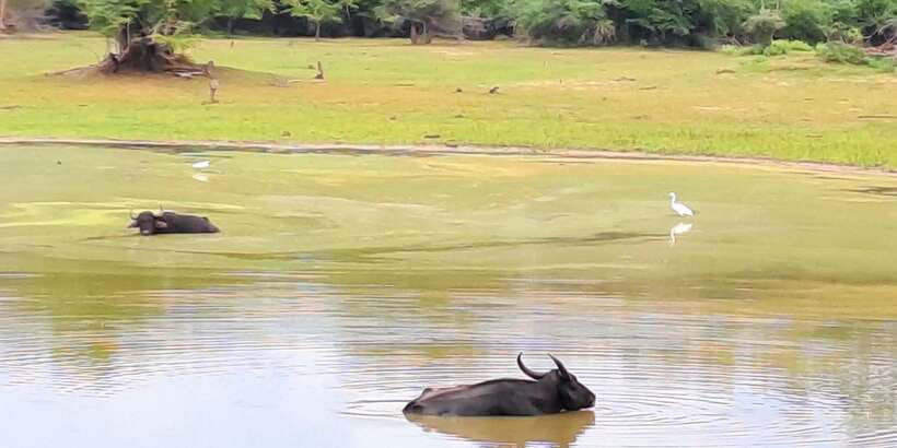 Udawalawe National Park Safari Tour - Elephant encounters: what to watch for besides big animals
