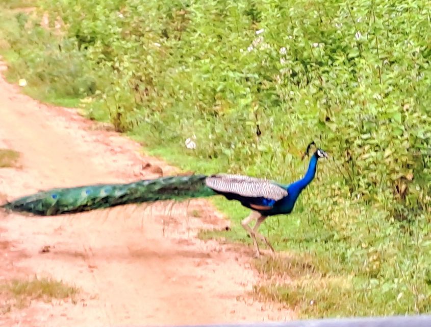 Udawalawe National Park Safari Tour - Birdwatching in Udawalawe: scanning while you’re waiting