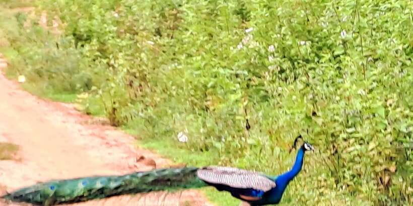Udawalawe National Park Safari Tour - Lunch at Elephant Trail: fuel that doesn’t break the day
