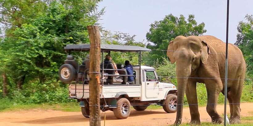 Udawalawe National Park Safari Tour - Price and what you really get for $110 per person