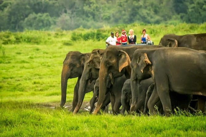 Udawalawe National Park Safari Trip from Ella - Key takeaways before you go