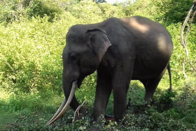 Udawalawe National Park Safari Trip from Ella - Inside the itinerary: what happens during the main park time