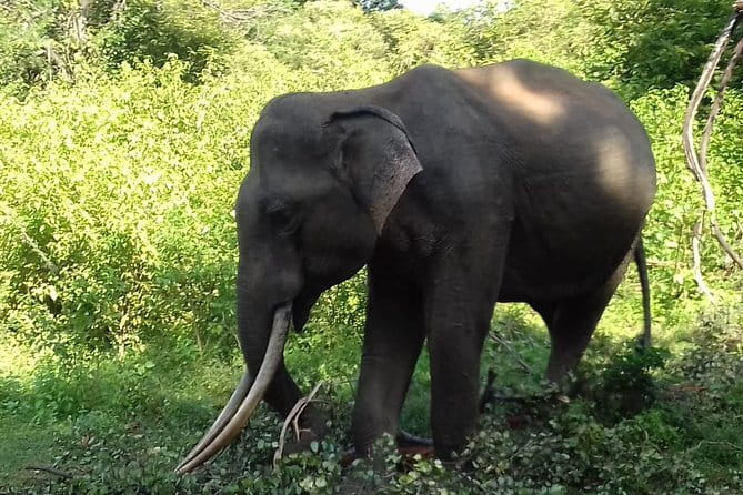 Udawalawe National Park Safari Trip from Ella - Inside the itinerary: what happens during the main park time