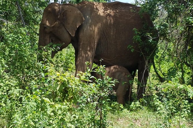 Udawalawe National Park Safari trip from Galle/Mirissa/Ella - Price and Value: Is $190 Good for a Full Day?