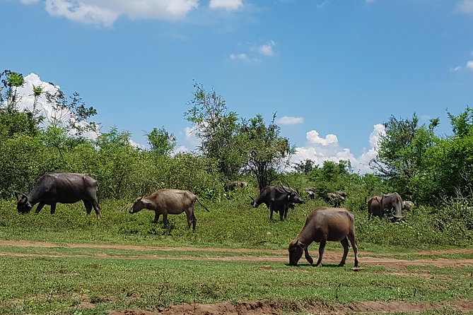 Udawalawe National Park Safari trip from Galle/Mirissa/Ella - Best Fit: Who Will Enjoy This Most?