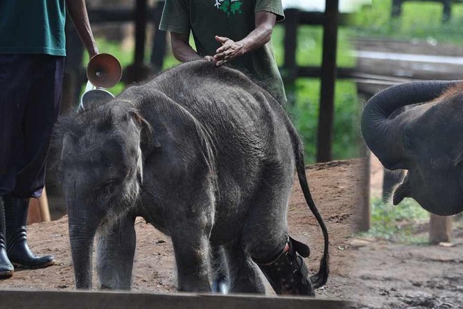 Udawalawe National Park Safari with Elephant Transit Home Visit - Udawalawe National Park jeep safari: where elephant sightings feel likely