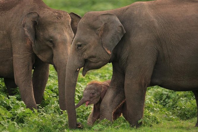 Udawalawe National Park Safari with Elephant Transit Home Visit - Practical tips to make the day run smoothly