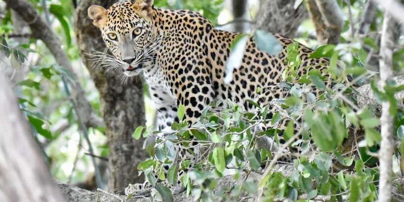 Udawalawe National Park: Safari with Experienced Driver - Key Highlights Worth Booking
