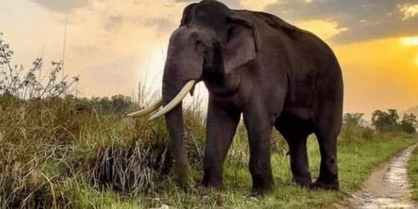 Udawalawe National Park: Safari with Experienced Driver - Udawalawe Safari Basics: What You’re Really Buying