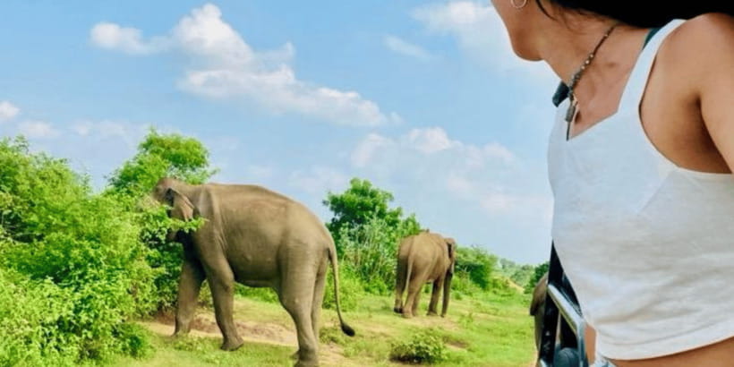 Udawalawe National Park: Safari with Experienced Driver - Inside Udawalawe: How the 3.5 Hours Works
