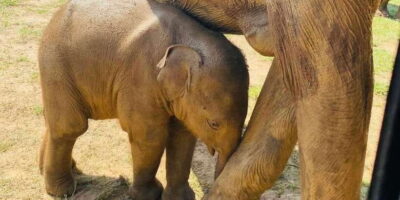 Udawalawe National Park: Safari with Experienced Driver - Hotel Niwahana Pick-Up and the Short Ride In