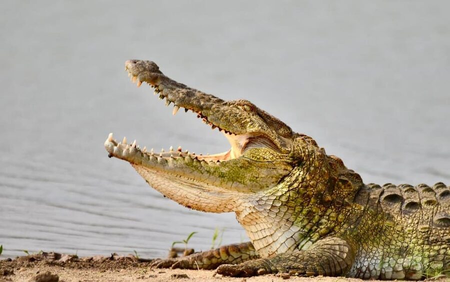 Udawalawe National Park: Safari with Experienced Driver - Your Guide and Jeep Setup: Why It Changes the Safari