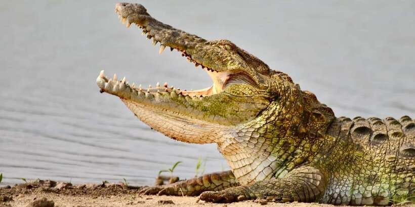 Udawalawe National Park: Safari with Experienced Driver - What to Bring (and What Will Make Your Safari Worse)