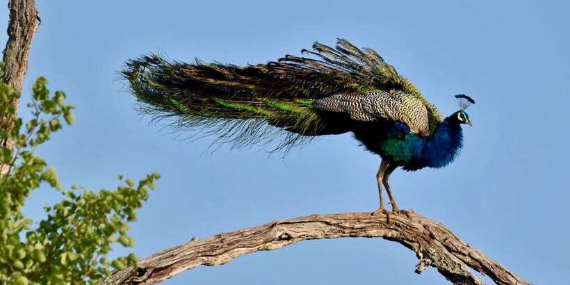 Udawalawe National Park: Safari with Experienced Driver - Where This Safari Might Not Fit (Quick Reality Check)