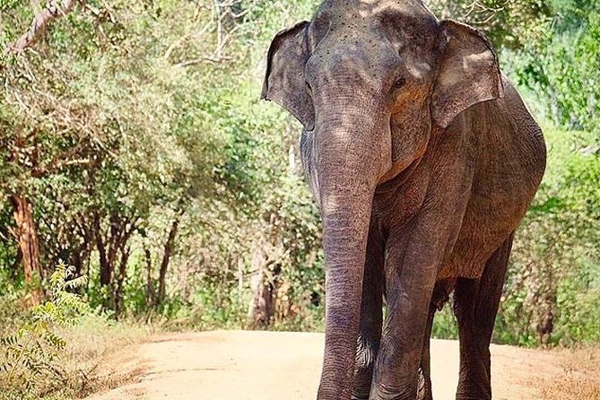Udawalawe National Park Safari with Private Driver-Jeep and Enter ticket - Wildlife you can actually hope to spot (and what to expect)