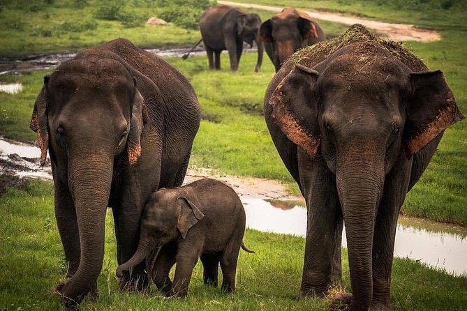 Udawalawe National Park Safari with Private Driver-Jeep and Enter ticket - Tickets, entry fees, and the mobile ticket: what you need to manage