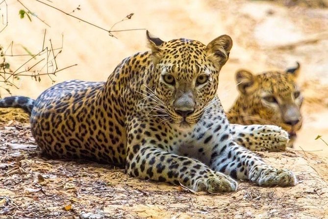 Udawalawe National Park Safari with Private Driver-Jeep and Enter ticket - Price and value: what $50 per group really buys