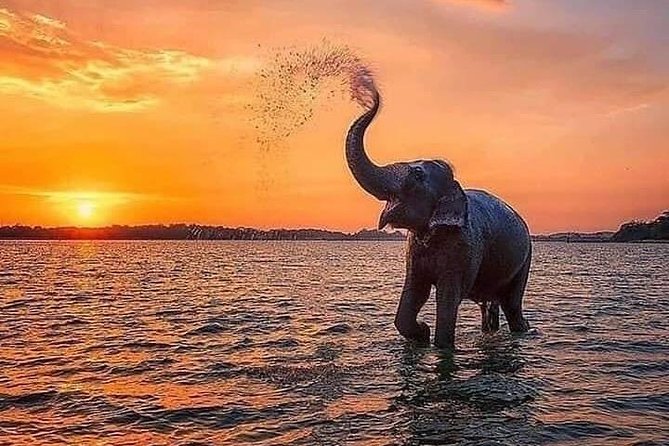Udawalawe National Park Safari with Private Driver-Jeep and Enter ticket - Half-day vs full-day: how to choose your best timing