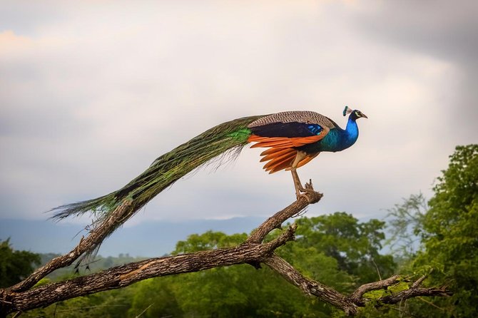 Udawalawe National Park Safari With Transfers From Colombo - Who this Udawalawe day trip fits best
