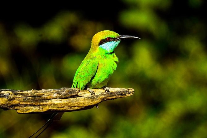 Udawalawe National Park Safari With Transfers From Colombo - Should you book this Udawalawe National Park safari from Colombo?