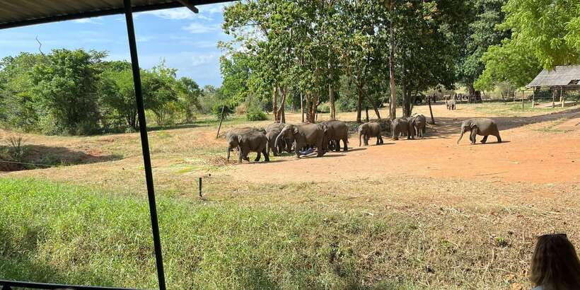 Udawalawe National park with Safari jeep & Entrance ticket - Key Things to Know Before You Go