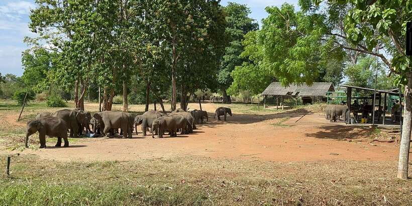 Udawalawe National park with Safari jeep & Entrance ticket - The Drive to Udawalawe: Photo Stops and Scenery Time