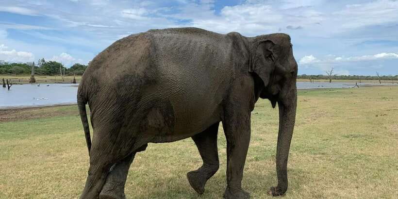 Udawalawe National park with Safari jeep & Entrance ticket - Price and Value: Is $95 Fair for This Safari?