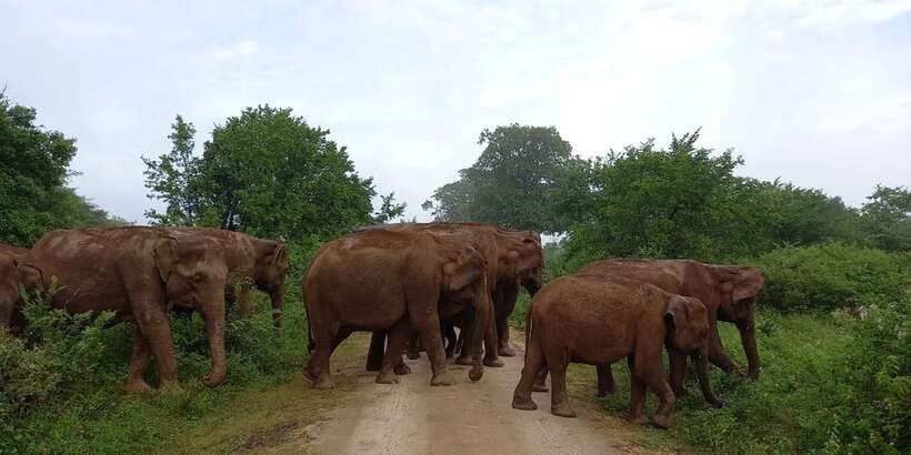 Udawalawe : Udawalawa National Park Half day Safari Tour - Key highlights you’ll actually care about