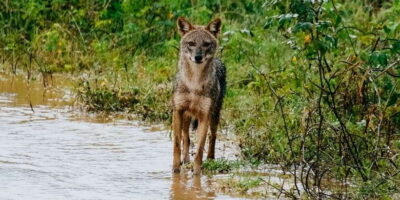 Udawalawe : Udawalawa National Park Half day Safari Tour - Your day starts with pickup, breakfast, and a private jeep