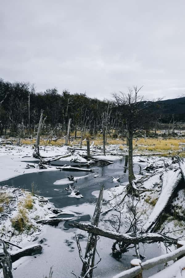 USHUAIA | Tierra del Fuego National Park & Optional Train - The optional prisoner-era train: worth it for the atmosphere, not for comfort