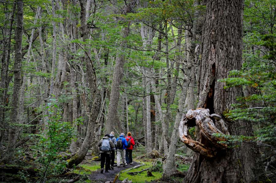 Ushuaia: Tierra del Fuego National Park Tour with Lunch - FAQ
