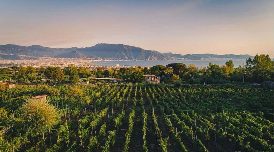 Vesuvio National Park: Wine Tasting & Tour with Light Lunch - Why Vesuvius wine feels personal at Casa Setaro