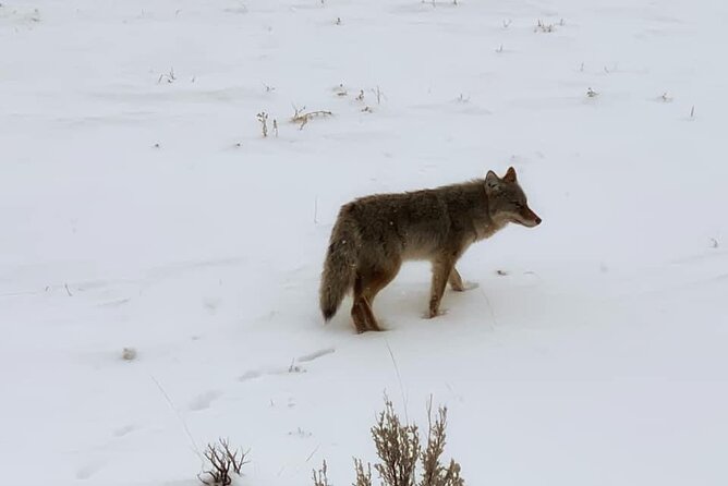 VIP Private North Yellowstone National Park Winter Excursion - Key Things That Make This Winter Trip Work