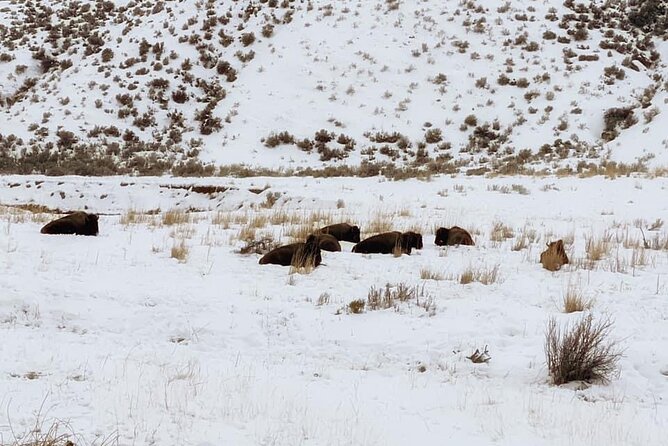 VIP Private North Yellowstone National Park Winter Excursion - Yankee Jim Canyon: A Short Stop With Big Winter Character