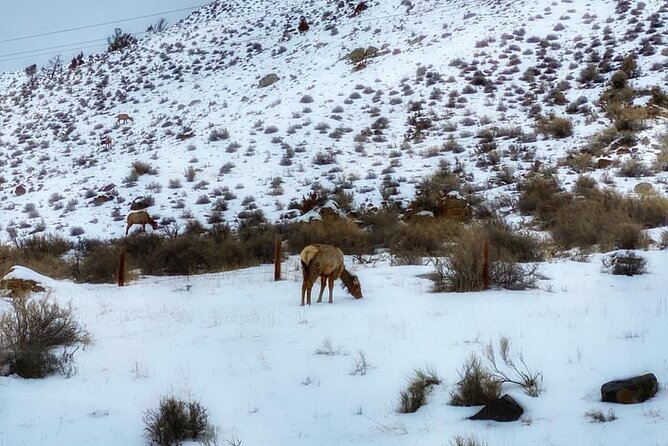 VIP Private North Yellowstone National Park Winter Excursion - Slough Creek and the Lamar Valley Beginning: Wildlife Odds Go Up