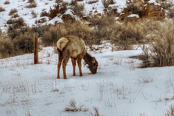 VIP Private North Yellowstone National Park Winter Excursion - Private Guide Advantage: Less Chasing, More Seeing