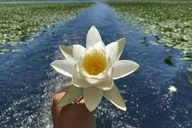 Virpazar Skadar Lake National Park Guided Boat Tour - Meeting in Virpazar at Boat Cruise Viktor: simple start, included drinks