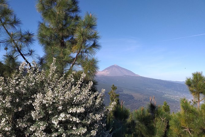 Volcano Teide National Park And North Of The Island VIP TOUR - Icod de los Vinos: The Millenary Dragon Tree Finale